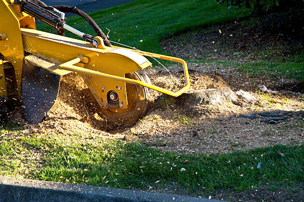 Why Choose Our Tree Removal Services in Shongopovi, AZ?